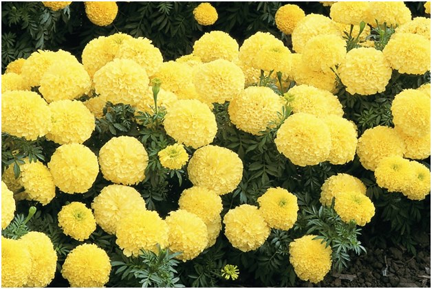 calendule gialle