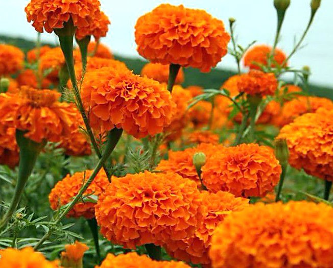fiori d'arancio