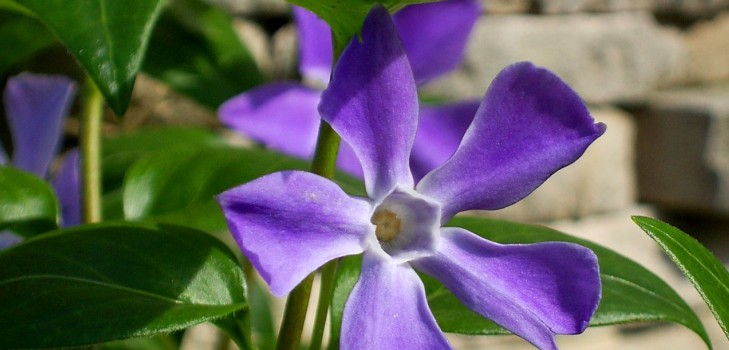 Pervinca. Coltivazione e cura per 