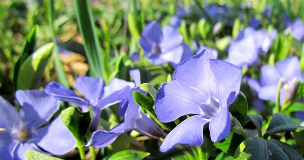 Pervinca. Coltivazione e cura per 