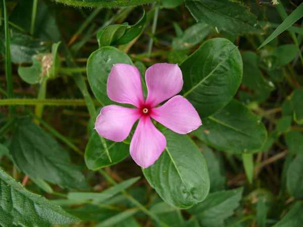 Pervinca. Coltivazione e cura per 