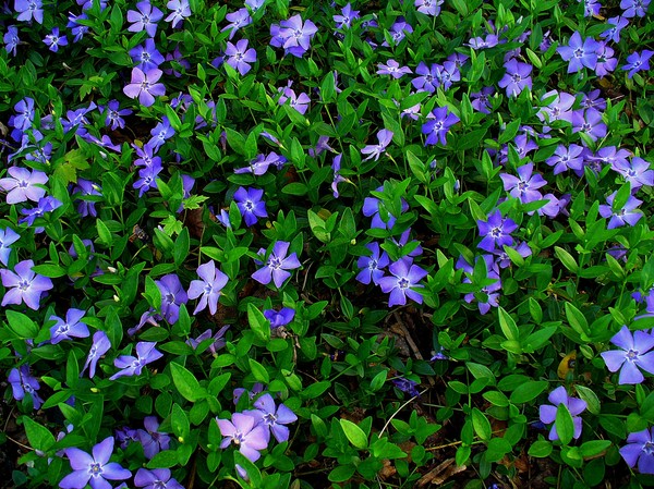 Pervinca. Coltivazione e cura per 