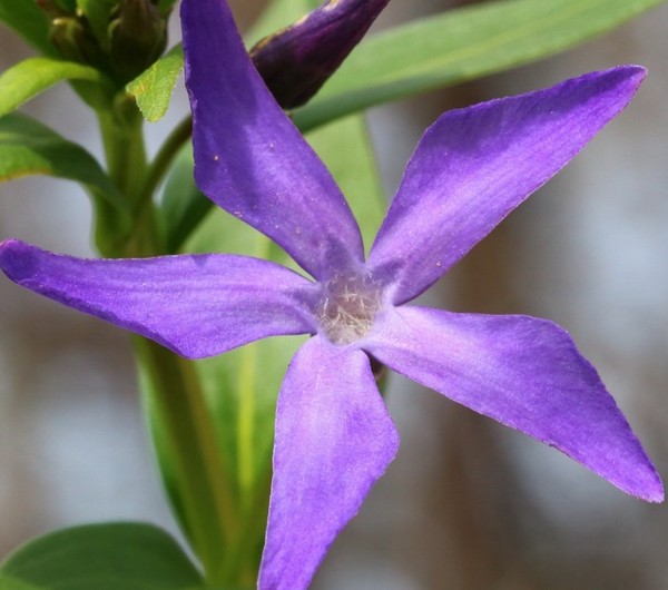 Pervinca. Coltivazione e cura per 