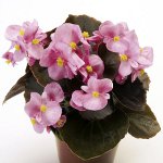 Begonia dai semi