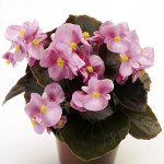 Begonia dai semi Begonia dai semi