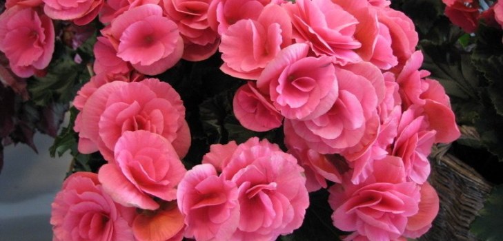 fiori di begonia