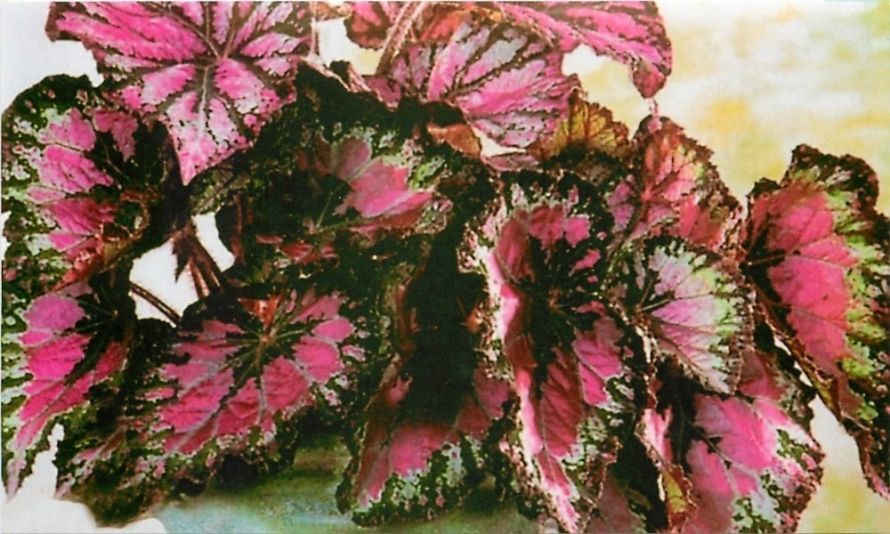 begonia senza fiori