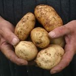 Malattie delle patate