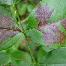 Peronospora