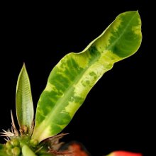 Malattia del mosaico