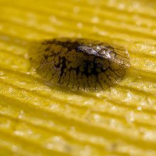 cocciniglie
