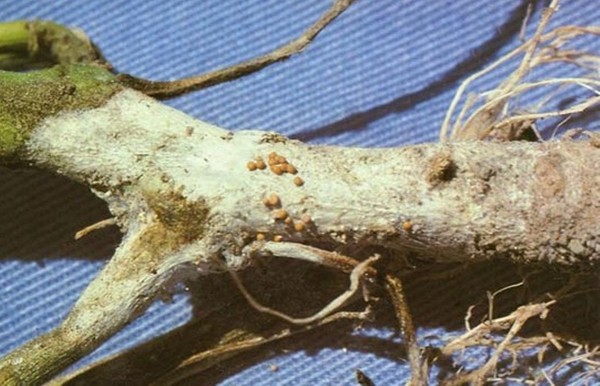 Malattie di cetrioli: sintomi, trattamento e prevenzione (con foto)