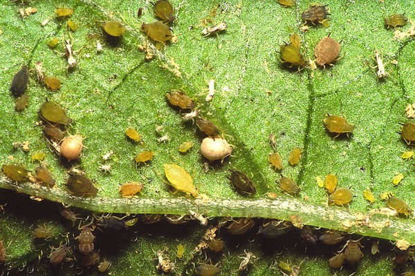Malattie di cetrioli: sintomi, trattamento e prevenzione (con foto)