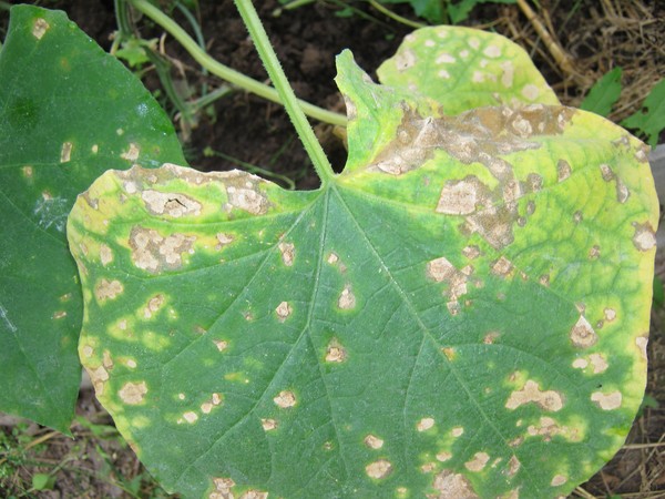 Malattie di cetrioli: sintomi, trattamento e prevenzione (con foto)
