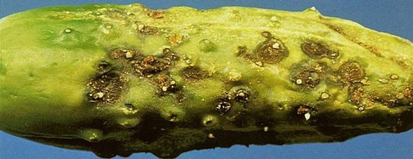 Malattie di cetrioli: sintomi, trattamento e prevenzione (con foto)
