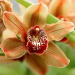 Malattie delle orchidee Malattie delle orchidee