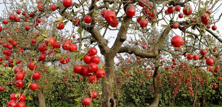 Ambulanza per il giardino o la malattia dei meli e il loro trattamento
