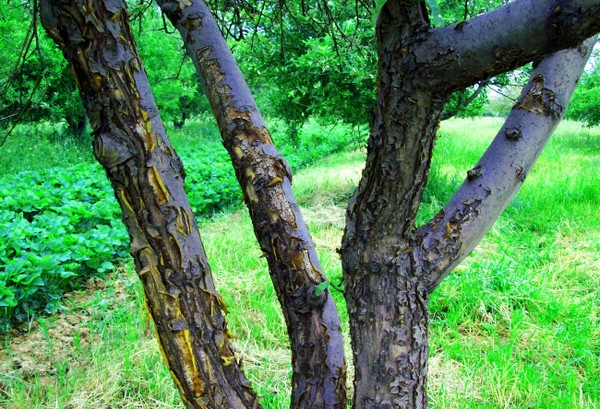 Ambulanza per il giardino o la malattia dei meli e il loro trattamento