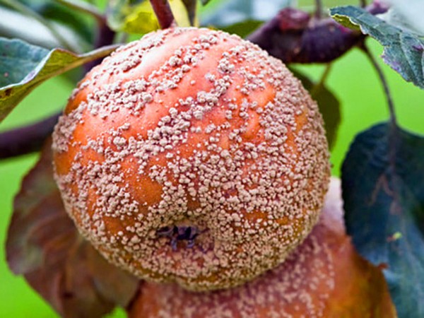 Ambulanza per il giardino o la malattia dei meli e il loro trattamento