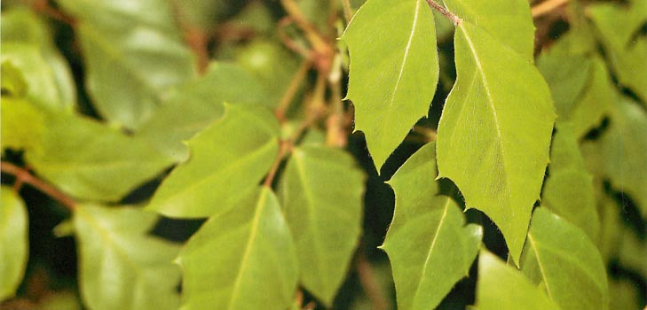 Cissus: foto e assistenza domiciliare