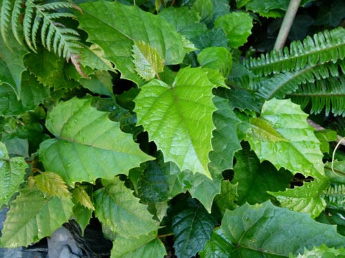 Tsissus. Assistenza domiciliare
