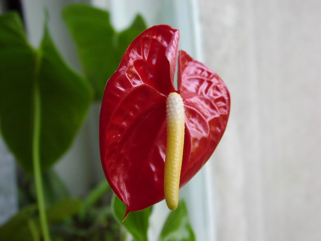 fiore rosso