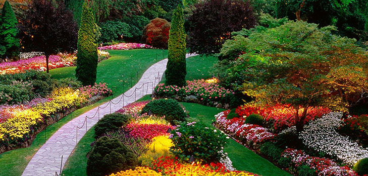 Bellissimi fiori per un'aiuola