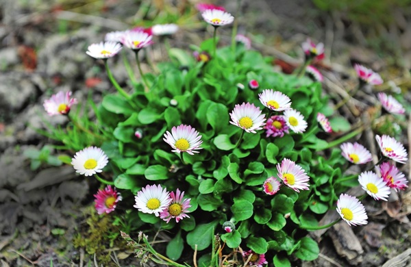 Bellissimi fiori per un'aiuola