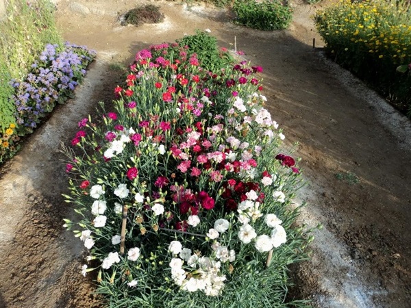 Bellissimi fiori per un'aiuola