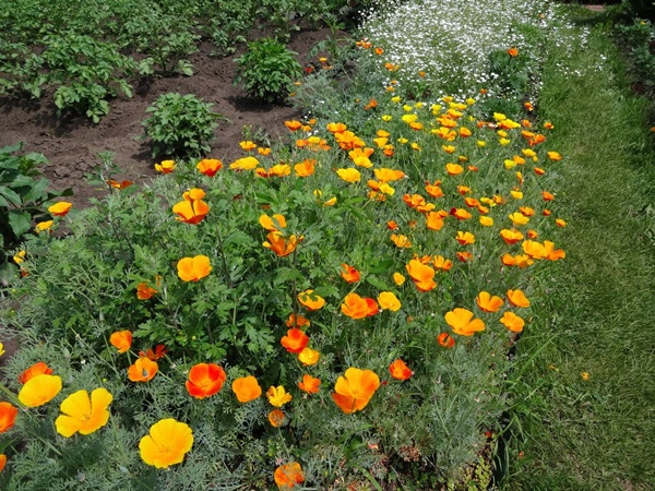 Bellissimi fiori per un'aiuola