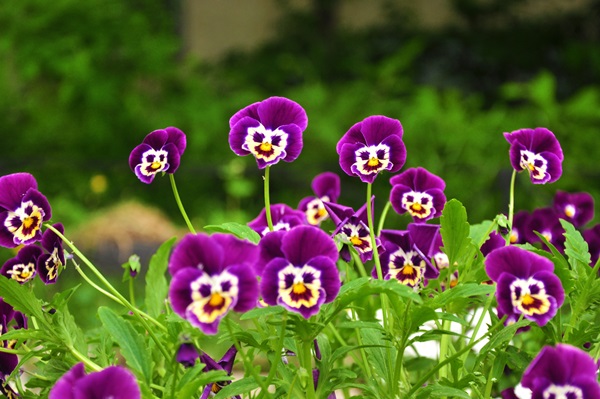Bellissimi fiori per un'aiuola