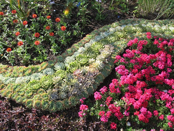Bellissimi fiori per un'aiuola