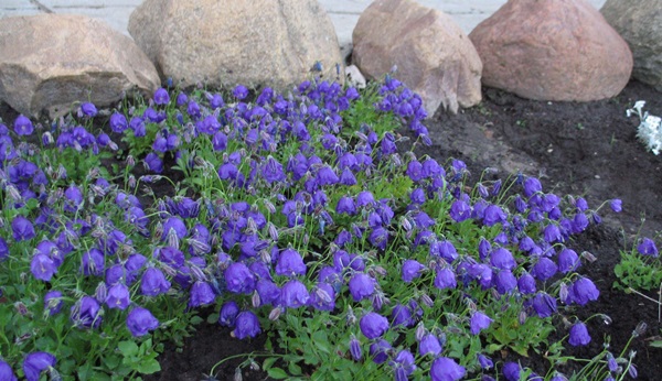 Bellissimi fiori per un'aiuola