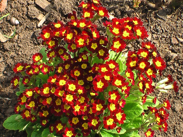 Bellissimi fiori per un'aiuola