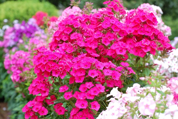 Bellissimi fiori per un'aiuola