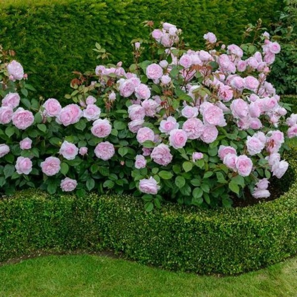 Bellissimi fiori per un'aiuola