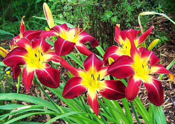 Bellissimi fiori per un'aiuola
