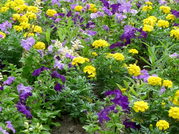 Bellissimi fiori per un'aiuola