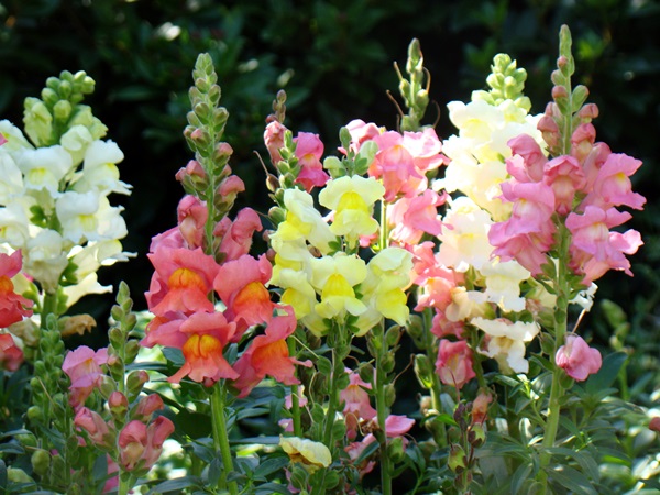 Bellissimi fiori per un'aiuola