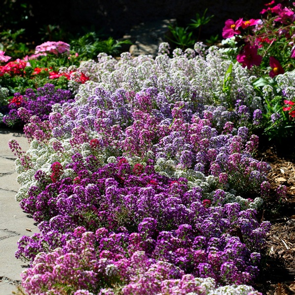 Bellissimi fiori per un'aiuola