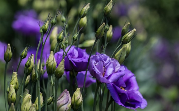 Bellissimi fiori per un'aiuola