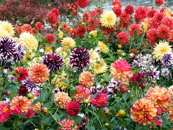 Bellissimi fiori per un'aiuola