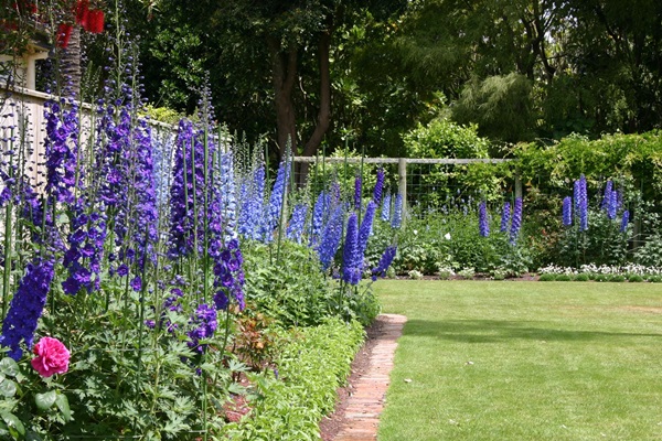 Bellissimi fiori per un'aiuola