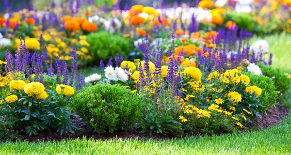 Bellissimi fiori per un'aiuola