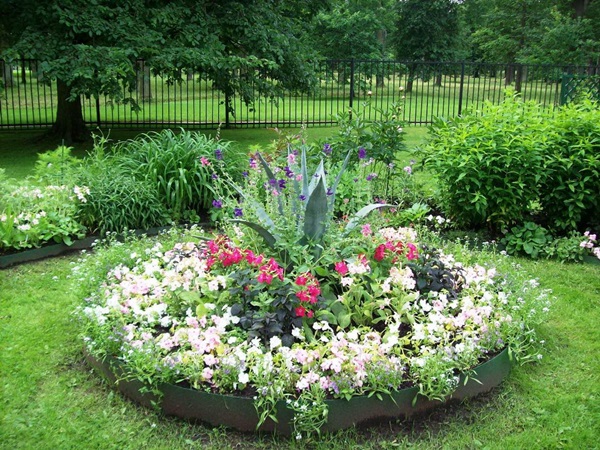 Bellissimi fiori per un'aiuola