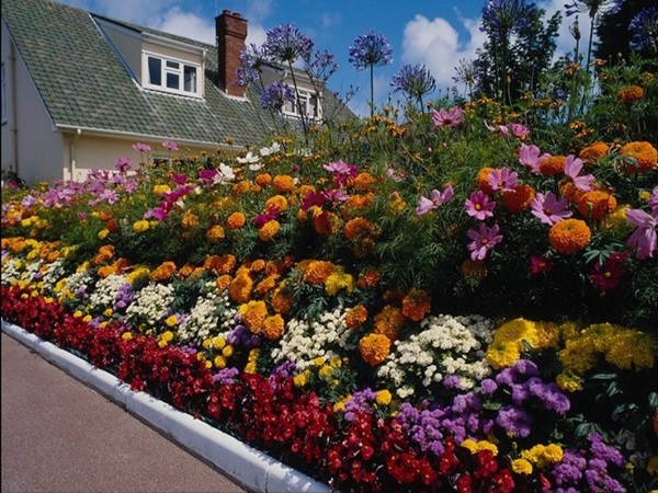 Bellissimi fiori per un'aiuola