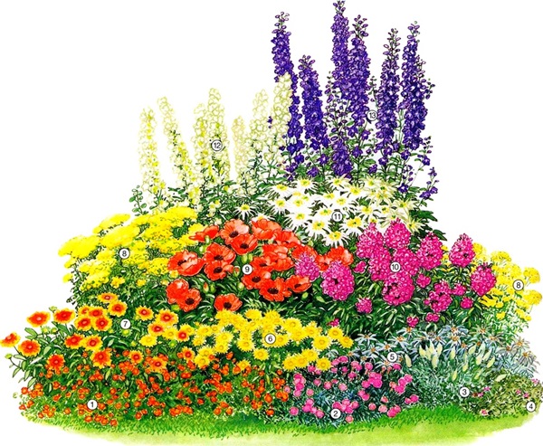 Bellissimi fiori per un'aiuola