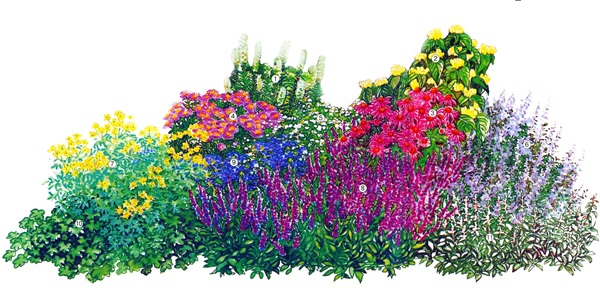 Bellissimi fiori per un'aiuola