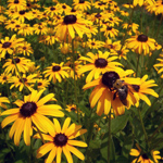 Fiori, piante perenni Fiori, piante perenni