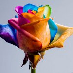 Fiori per l'8 marzo: bouquet dipinti originali Fiori per l'8 marzo: bouquet dipinti originali